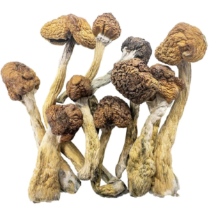 Trinity mushrooms canada — rare triple hybrid psilocybin strain