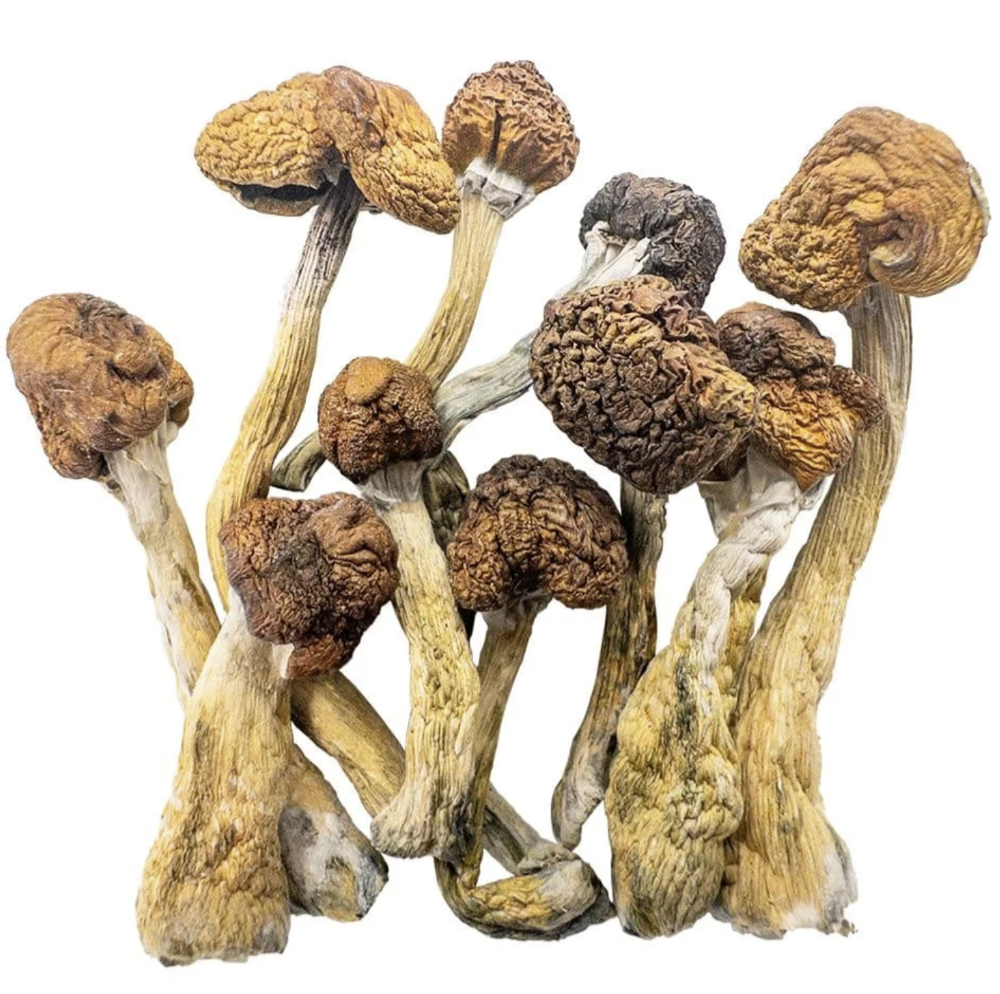 Trinity mushrooms canada — rare triple hybrid psilocybin strain