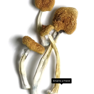 B+ mushrooms canada — beginner friendly psilocybin strain