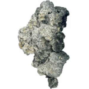 Enigma mushrooms canada — most potent cubensis psilocybin mutant