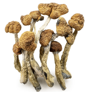 Mazatapec mushrooms canada — sacred Mexican ceremonial psilocybin strain