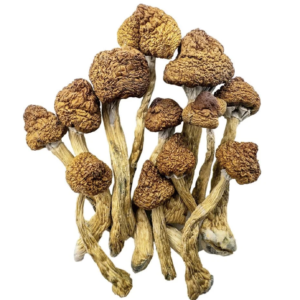 Brazilian mushrooms canada — tropical psilocybin strain