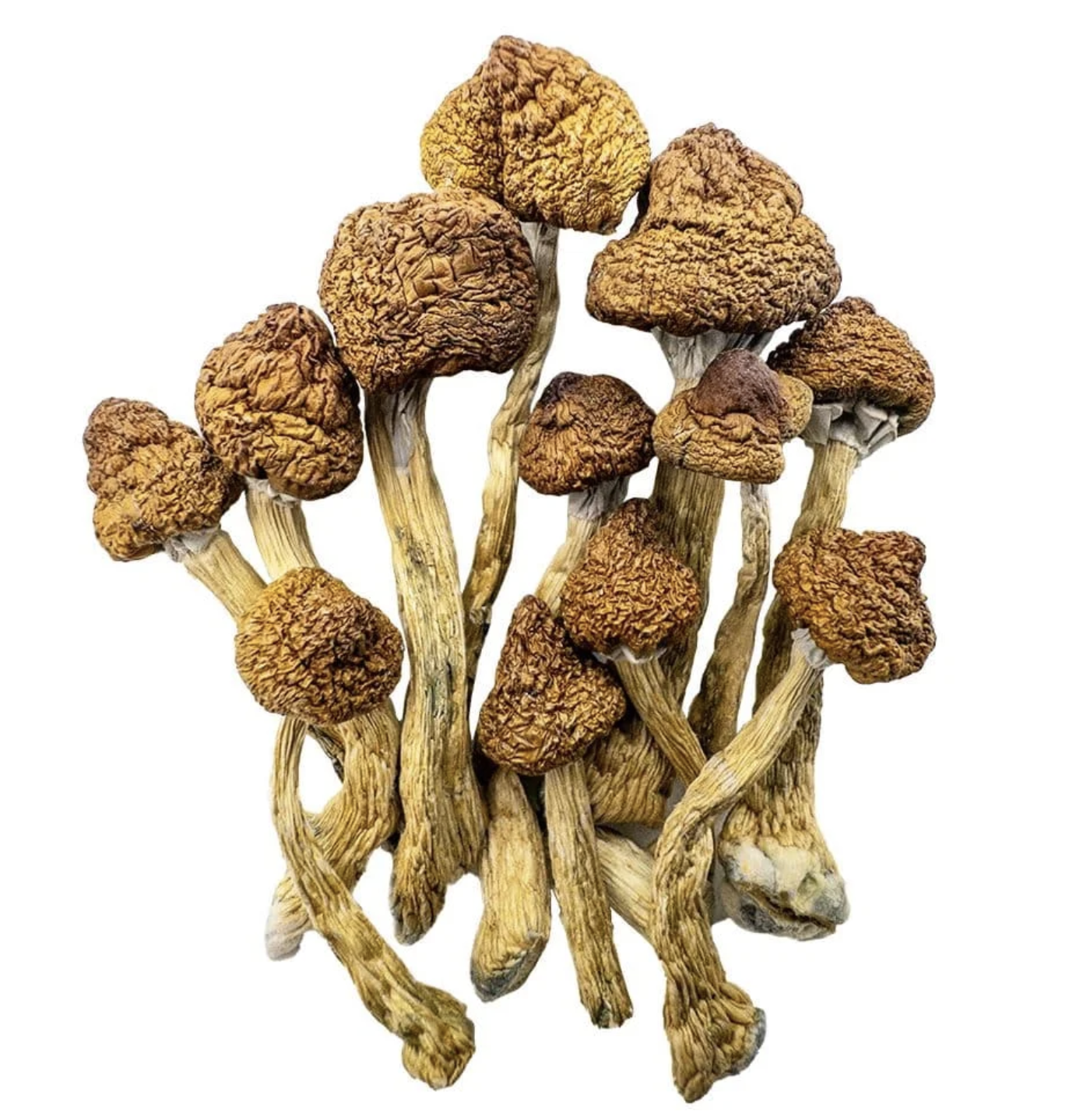 Brazilian mushrooms canada — tropical psilocybin strain