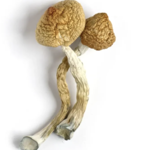 Golden Teacher Mushrooms Canada