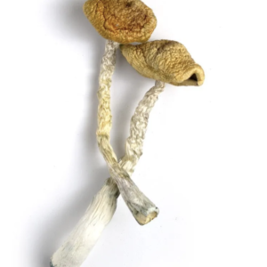 Golden Emperor Mushrooms Canada