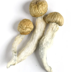 Penis Envy Mushrooms Canada